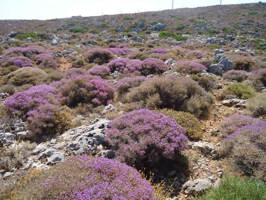 close-up of lavender bushes with blue flowers on the hill at 'Si-Mel Honey Toplou'