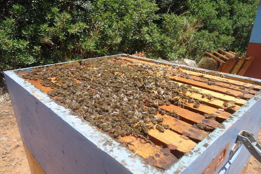 close-up of honeycomb panel with bees in beehive in nature at 'Si-Mel Honey Toplou'