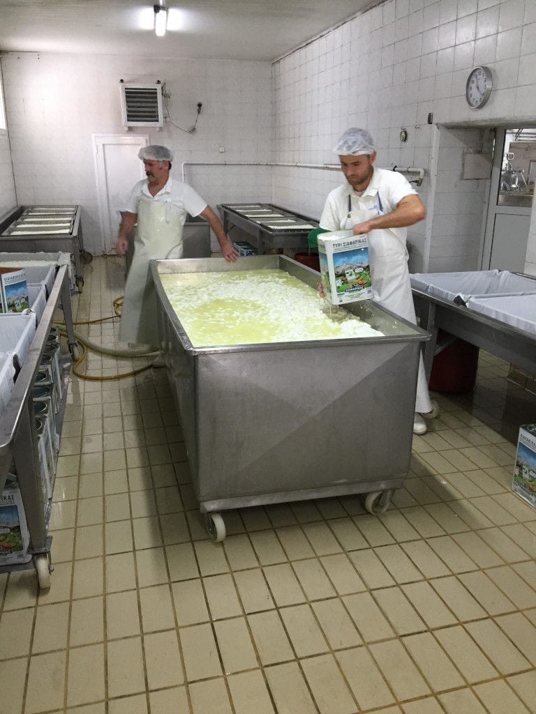 man οverturning tins with milk into tanks for cheese stewing at Siafarikas Dairy plant