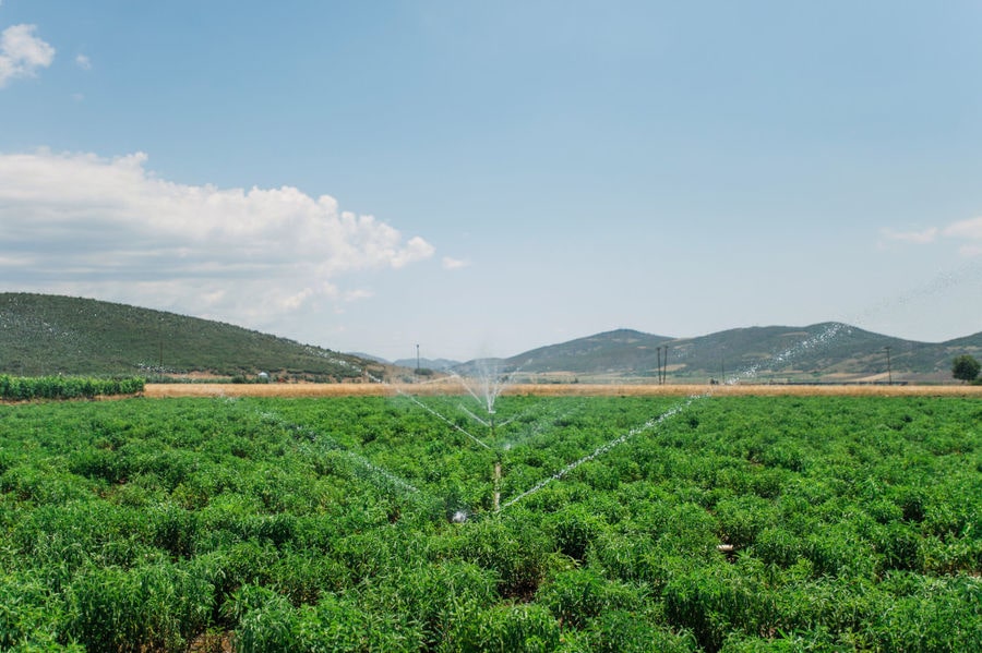 irrigation system watering 'Stevia Hellas COOP' stevia crops and mountains in the background