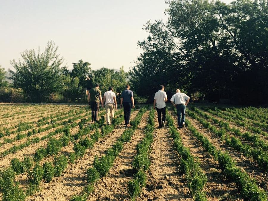 five men walking in rows of 'Stevia Hellas COOP' stevia crops and trees in the background