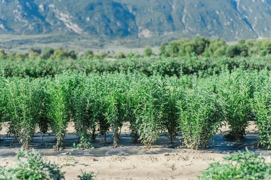 view up close of high stevia bushes at 'Stevia Hellas COOP' crops