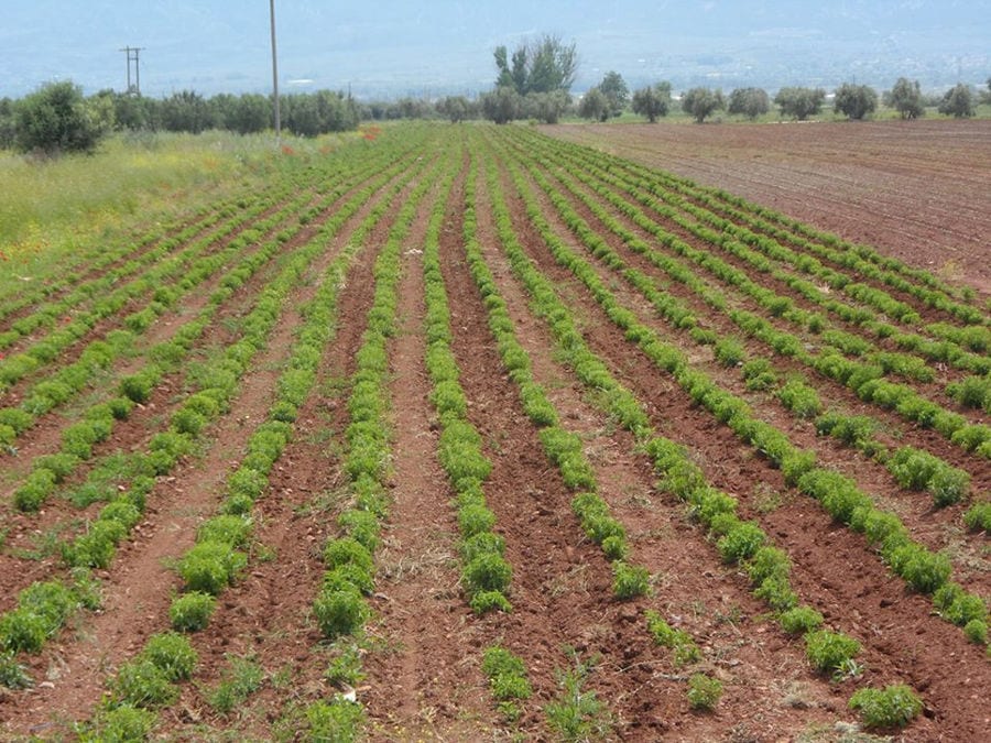 rows of 'Stevia Hellas COOP' stevia crops and trees in the background