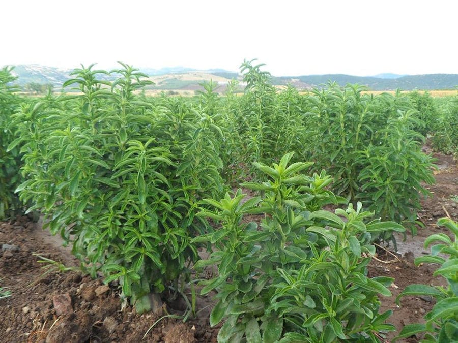 view up close of high stevia bushes at 'Stevia Hellas COOP' crops