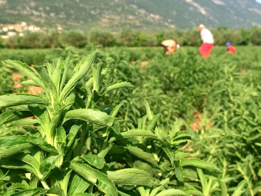 view up close of 'Stevia Hellas COOP' stevia crops and men working in the background