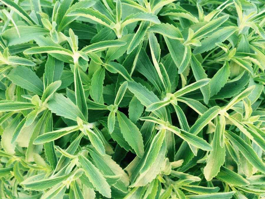 view up close of stevia leaves at 'Stevia Hellas COOP' crops