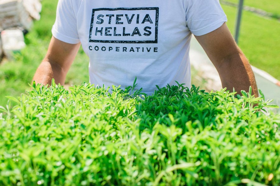 man dressed with a T-shirt that says STEVIA HELLAS COOPERATIVE' holding a box with stevia seedlings