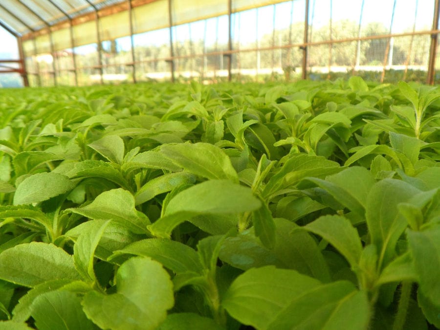 view up close of 'Stevia Hellas COOP' stevia crops in greenhouse