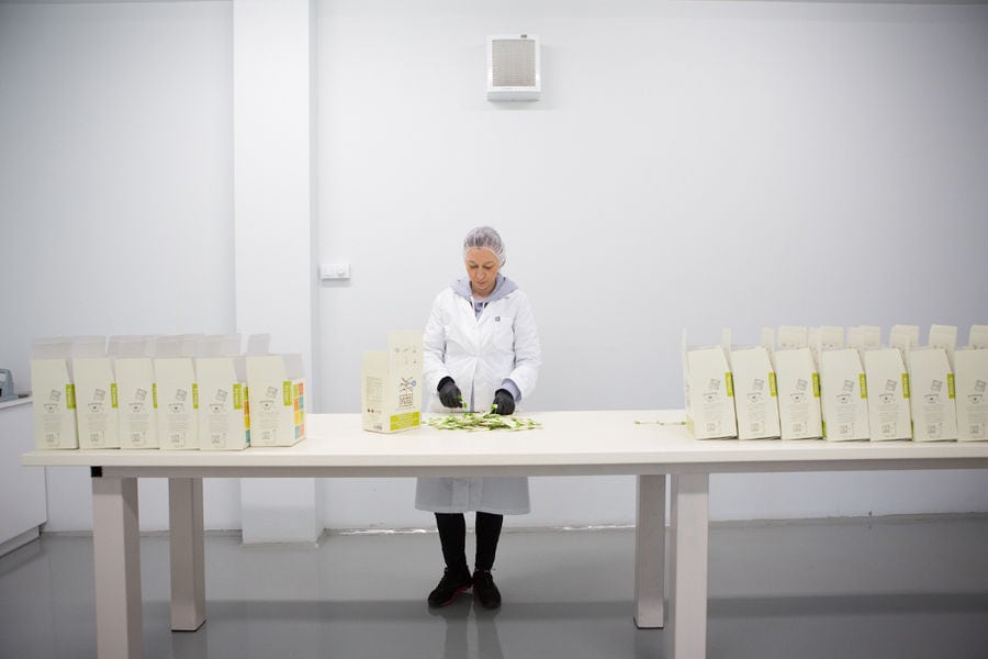 woman packaging stevia in cardboard boxes at 'Stevia Hellas COOP' plant