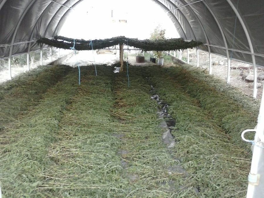 stevia bushes lying on panels for drying in 'Stevia Hellas COOP' greenhouse