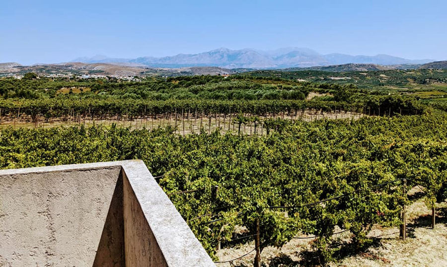 view from 'Stilianou Winery' terrace of rows of vines in the background of mountains