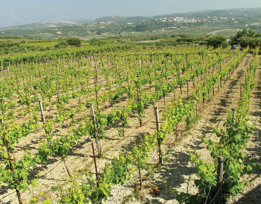 rows of vines at 'Stilianou Winery' vineyards in the background of blue sky and mountains