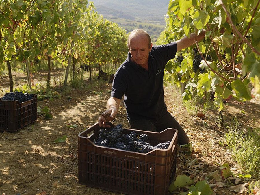 man picking grapes with a scissors in Strofilia winery vineyards and putting them in the create