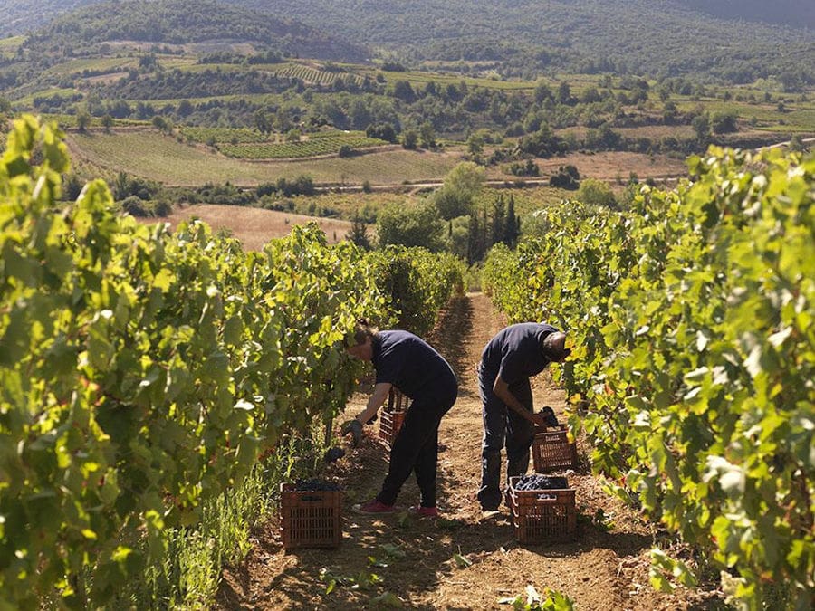two men picking grapes in Strofilia winery vineyards in the buckround of trees, vineyards