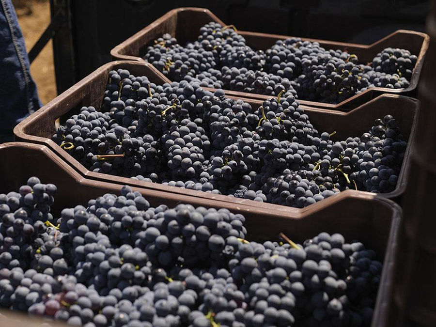 creates with bunches of black grapes at Strofilia winery