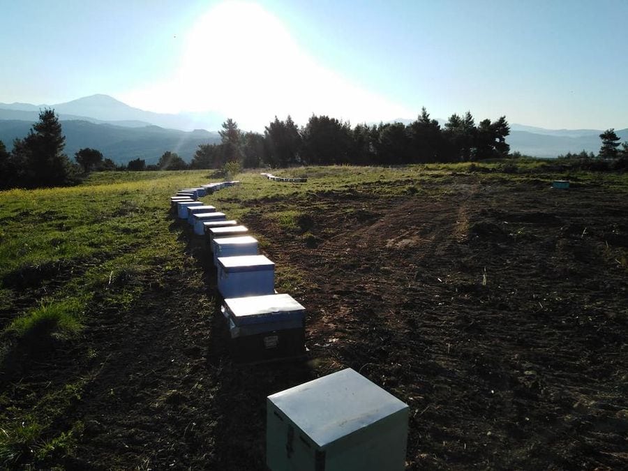 Sunset paints the sky as bees diligently tend to their hives. A captivating scene of beekeeping in sync with the setting sun's beauty.