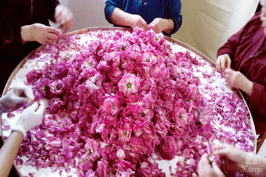 women selecting pink roses flowers at 'Tentoura Castro Distillery' plant