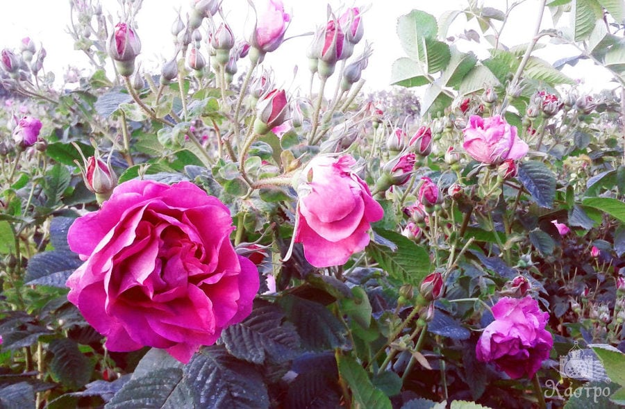 crop of pink roses at 'Tentoura Castro Distillery' area