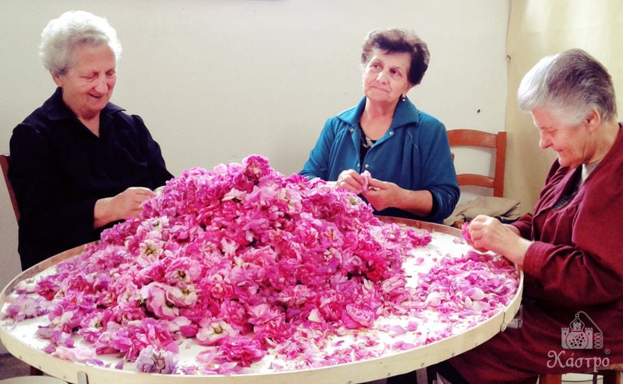 old smiling women selecting pink roses flowers at 'Tentoura Castro Distillery' plant