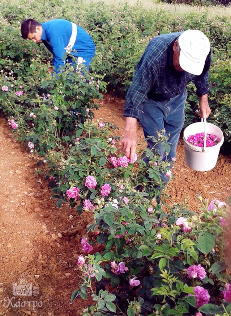 men picking pink roses flowers in bucket at 'Tentoura Castro Distillery'