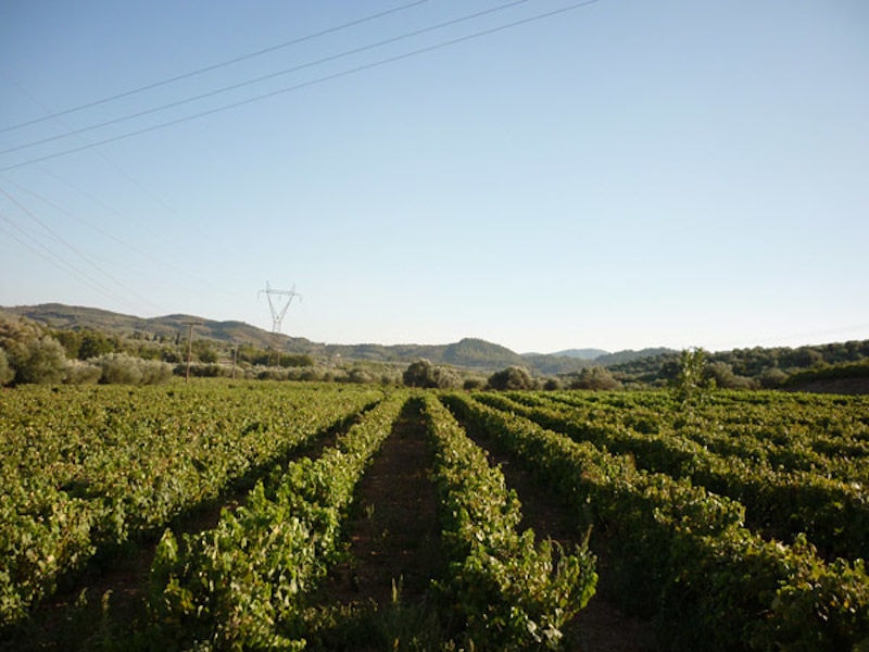 rows of vines at 'Theodorakakos Estate' vineyards in the background of blue sky and mountains