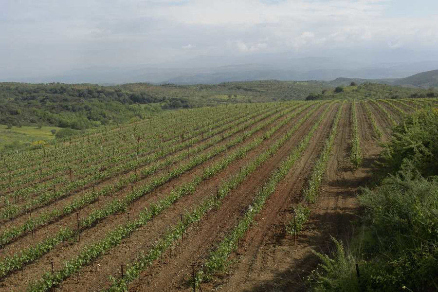 rows of vines at 'Theodorakakos Estate' vineyards in the background of blue sky and mountains