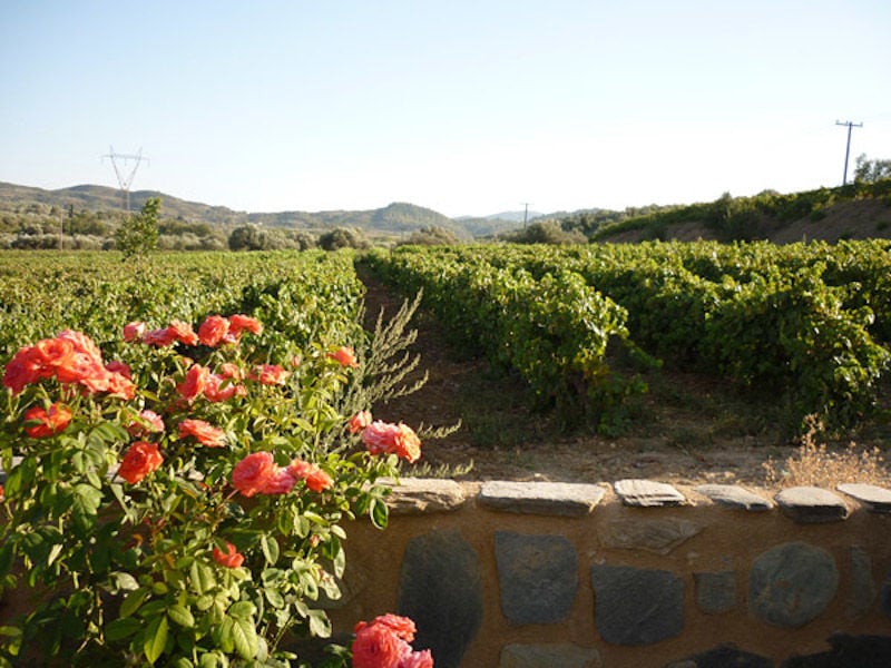a bush of roses at 'Theodorakakos Estate' in the background of blue sky, rows of vines and mountains