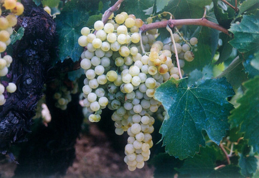 'Theodorakakos Estate' vineyards full of bunches of white grapes