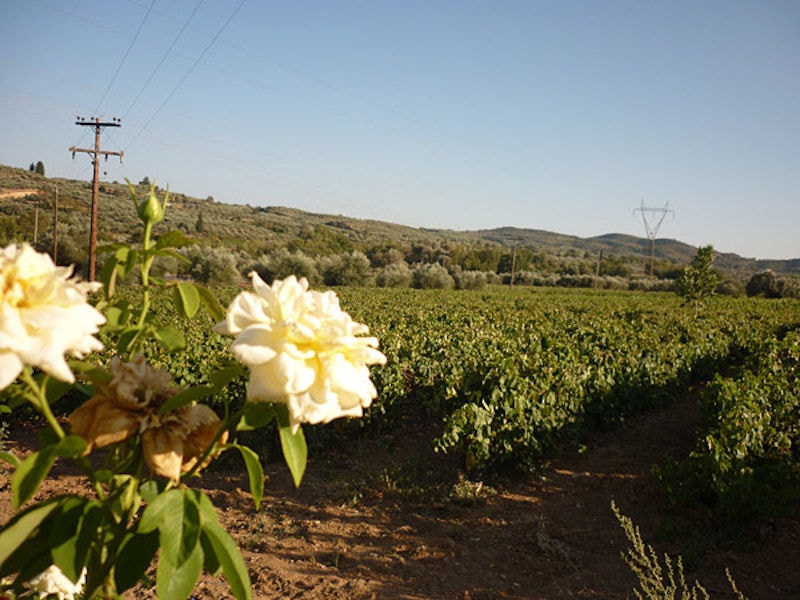a bush of roses at 'Theodorakakos Estate' in the background of blue sky, rows of vines and mountains