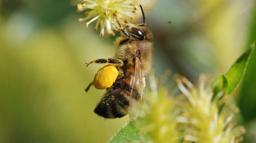 close-up of bee pollinating a flower at 'The Bear's Honey'