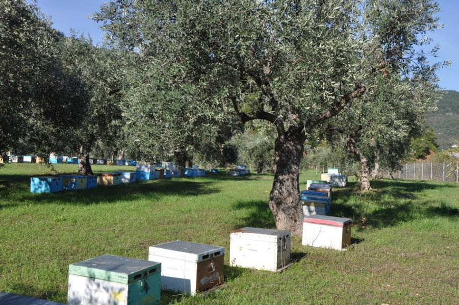 rows of beehives in the shade of the olive trees at 'The Bear's Honey' surrounded by green grass