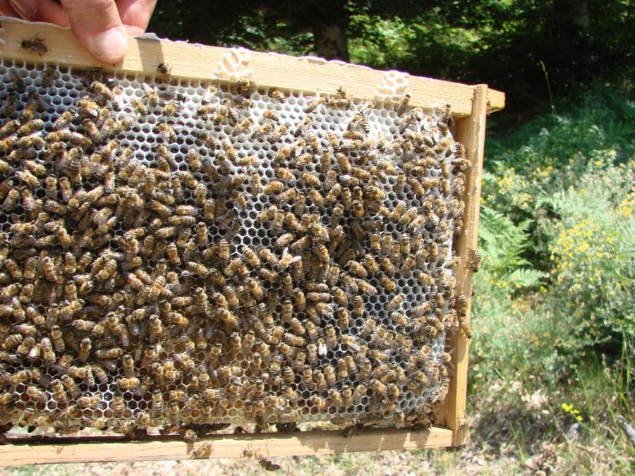 close-up of hand' beekeeper holding honeycomb panel with bees at 'The Bear's Honey' area