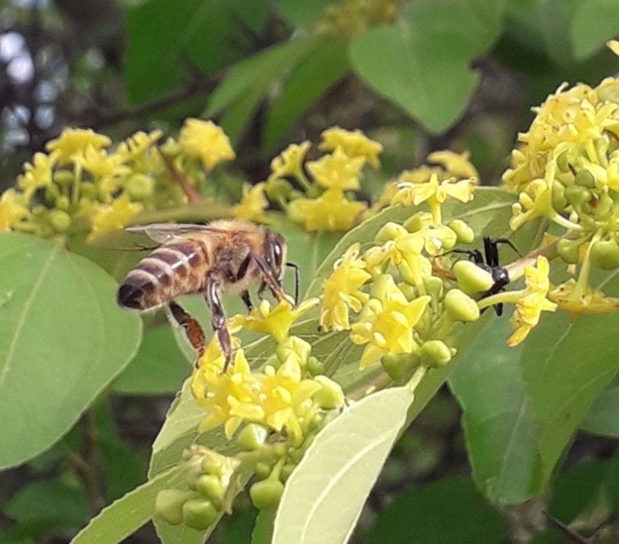 close-up of bee on the lime flower in nature at 'The Bear's Honey'