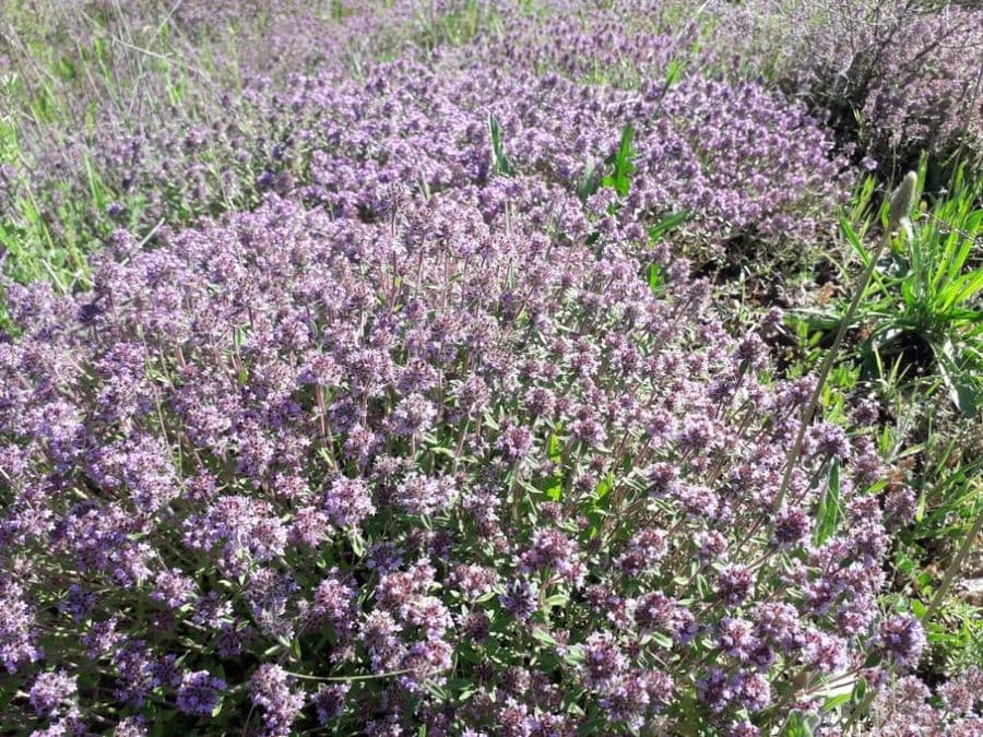 close-up of purple flowers crops at 'The Bear's Honey'