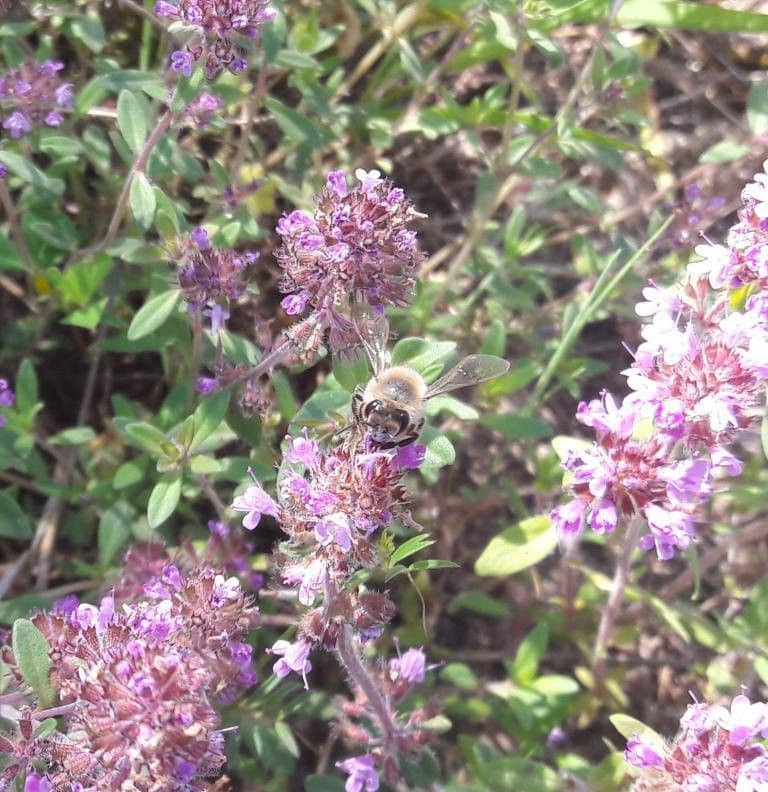 close-up of bee on the purple flowers in nature at 'The Bear's Honey'