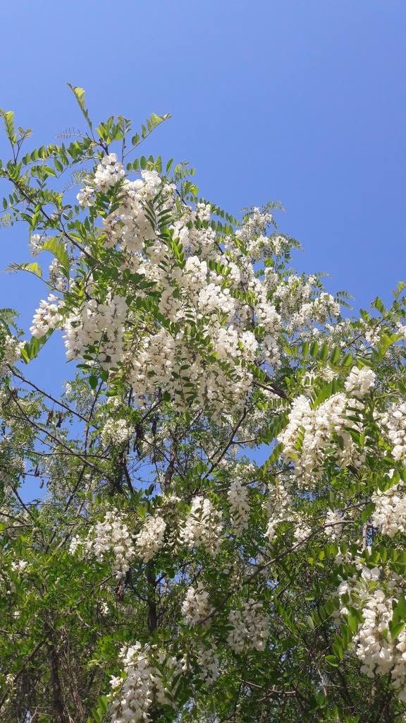 close-up of branches of acacia tree with flowers and bees at 'The Bear's Honey' with blue sky in the background