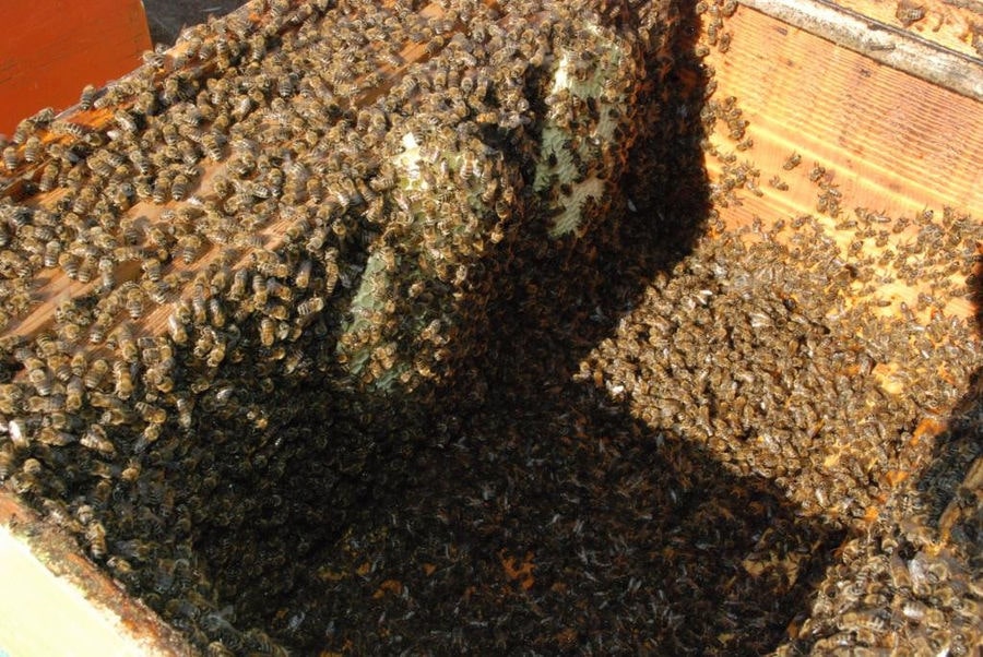 close-up of hive inside with bees and honey at 'The Bear's Honey'