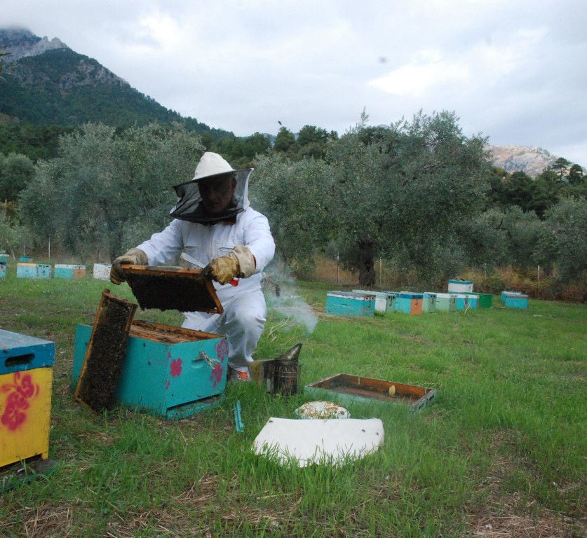beekeeper holding honeycomb panel surrounded by beehives and green grass at 'The Bear's Honey'