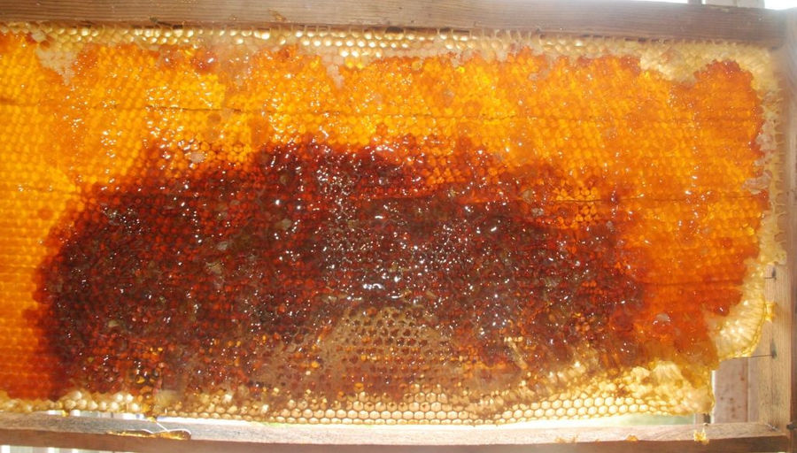 close-up of honeycomb panel with honey at 'The Bear's Honey'