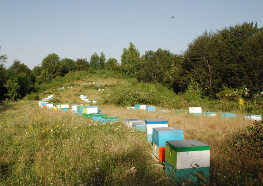rows of beehives surrounded by green grass at 'The Bear's Honey' with trees in the background