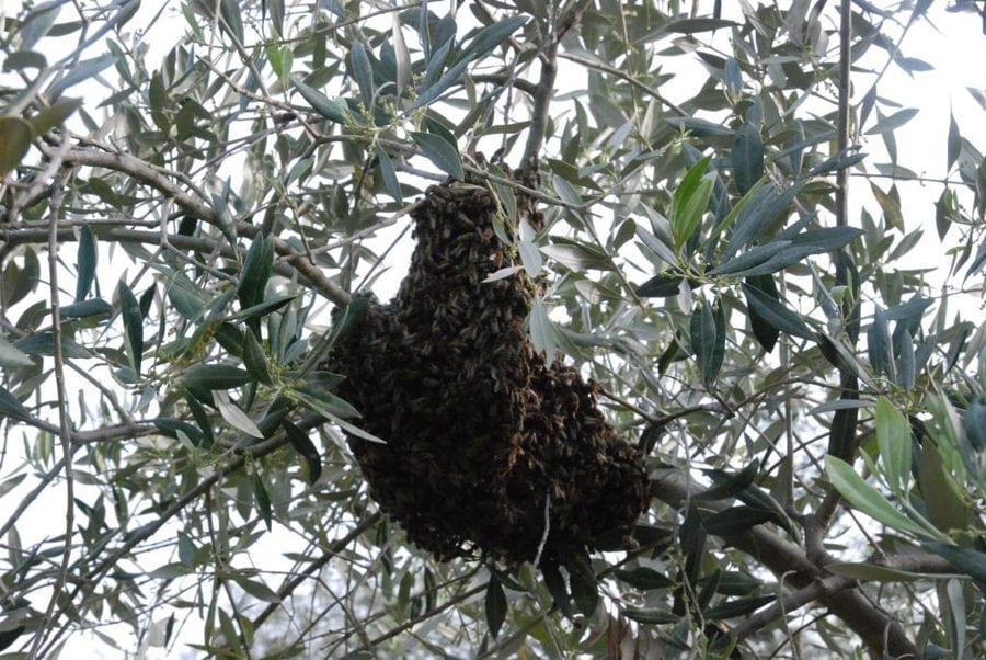 close-up of bees' nest on the branch of olive tree at 'The Bear's Honey'