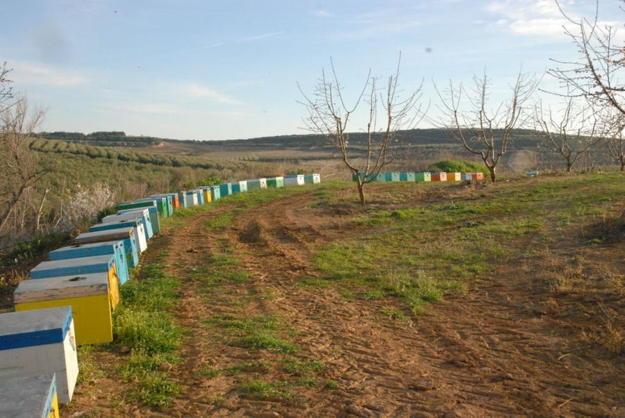 row of beehives surrounded by green grass at 'The Bear's Honey' with trees in the background