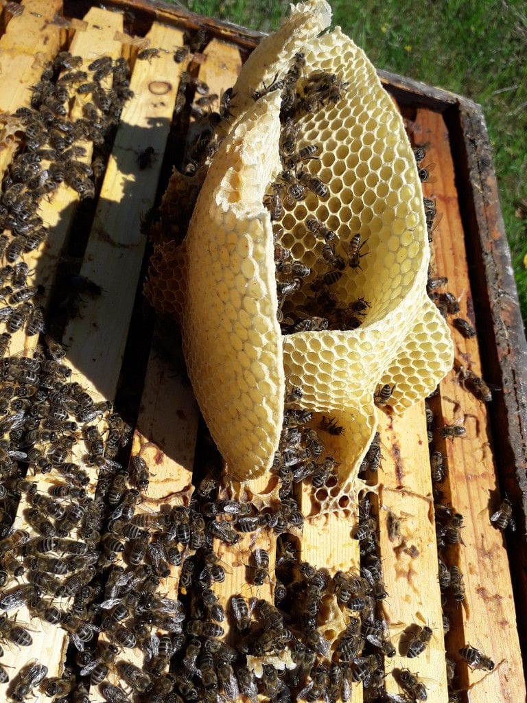 a piece of honeycomb on the hive with bees at 'The Bear's Honey'