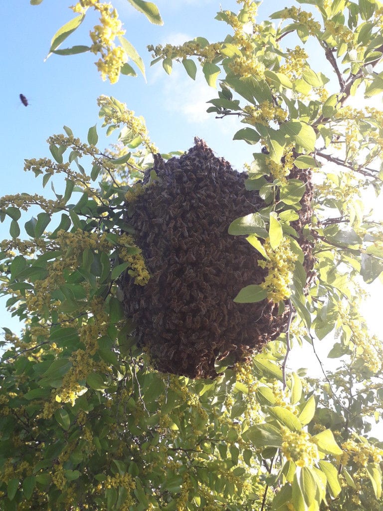 close-up of bees' nest on the branch of lime tree with yellow flowers at 'The Bear's Honey'