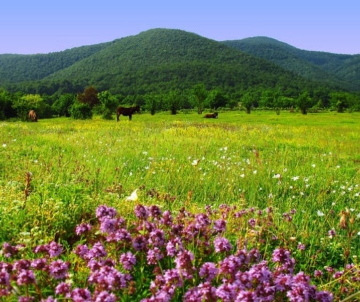 three horses in high green grass with purple flowers at 'The Bear's Honey' with hills in the background