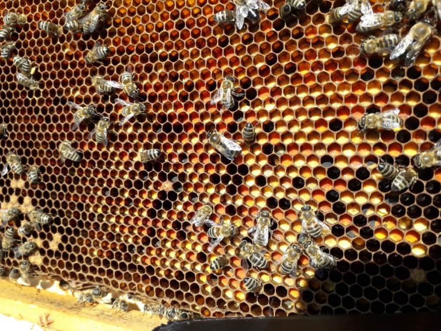 close-up of hive inside with bees and honey at 'The Bear's Honey'