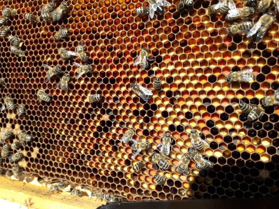 close-up of honeycomb panel with honey and bees at 'The Bear's Honey'