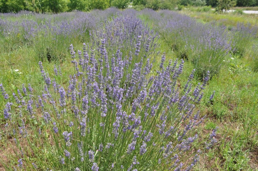 close-up of lavender crops with blue flowers at 'The Bear's Honey'