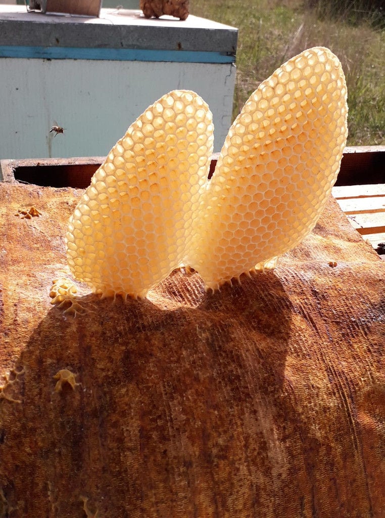 two pieces of combs without honey on raffia surface at 'The Bear's Honey'