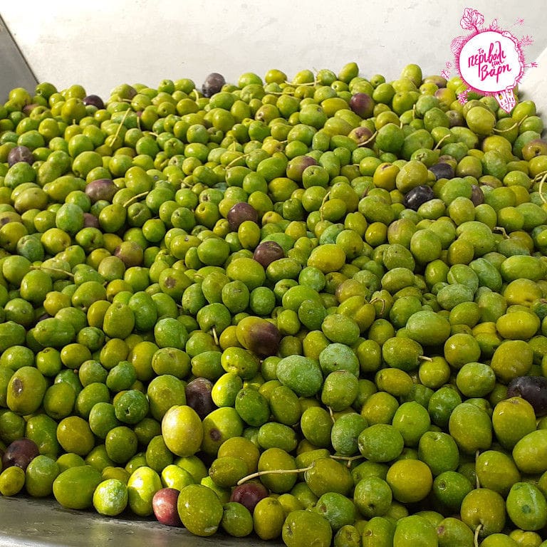 green olives from crates at 'The Orchard in Vari' crops